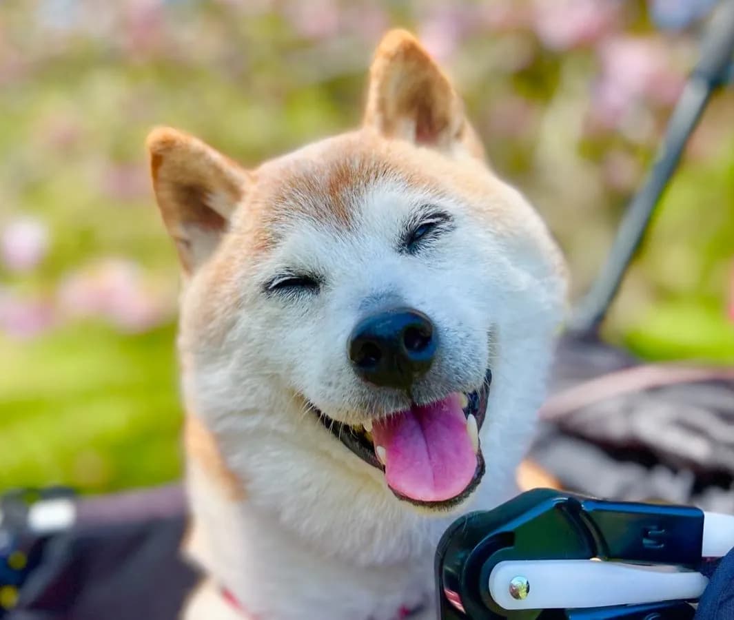 История возникновения мема «Doge»: как одна собака изменила интернет